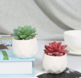 Qyjhska 4er Set Mini künstliche Sukkulenten Pflanzen für nur 8,80€ bei Prime inkl. Versand