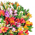 40 Inkalilien mit bis zu 400 Blüten nur 27,98 Euro inkl. Lieferung