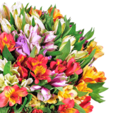 Strauß mit 33 Inkalilien mit bis zu 200 Blüten für 25,48€ inkl. Versand