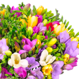 Strauß mit 50 bunte Freesien (bis zu 400 Blüten) für nur 27,48€ inkl. Lieferung