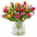 50 bunte Tulpen (40cm Länge) für nur 30,98 Euro inkl. Lieferung