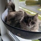 Aoresac Katzen Fensterkörbchen für 29,63€ (statt 37,99€)