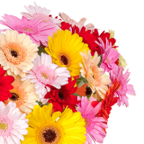 Blumenstrauß mit 40 bunten Gerbera für nur 25,98€ bei Blumeideal