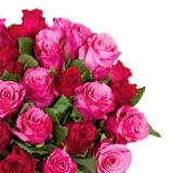 Blumenstrauß „RomanticRoses“ mit 44 pinken und roten Rosen für 25,48€ inkl. Lieferung